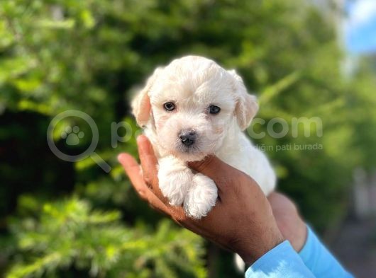 Yakışıklı Maltipoo