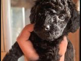 Siyah Toy Poodle