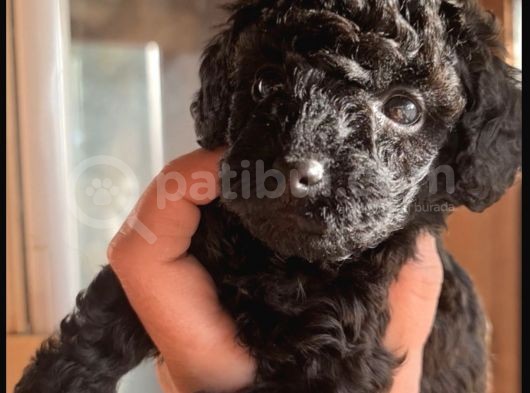Siyah Toy Poodle görsel