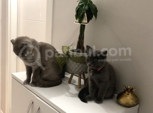 2.5 Aylik Hemen Teslim.orjinal Ev Ortaminda Anne Sutunu Yeterince Almis Suandada Nd Kitten Ile Besleniyor Gayet Sagliklilar.veteriner Kontrolleri Yapildi. görsel