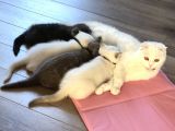2.5 Aylik Hemen Teslim.orjinal Ev Ortaminda Anne Sutunu Yeterince Almis Suandada Nd Kitten Ile Besleniyor Gayet Sagliklilar.veteriner Kontrolleri Yapildi.