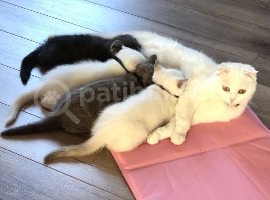 2.5 Aylik Hemen Teslim.orjinal Ev Ortaminda Anne Sutunu Yeterince Almis Suandada Nd Kitten Ile Besleniyor Gayet Sagliklilar.veteriner Kontrolleri Yapildi. görsel