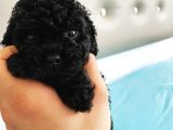 Siyah Toy Poodle Sağlık Ve Irk Garantili