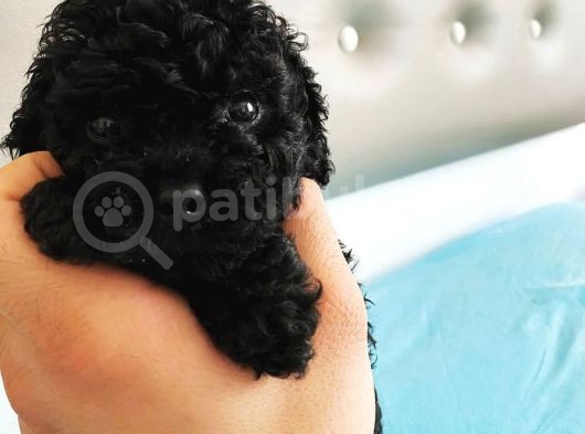 Siyah Toy Poodle Sağlık Ve Irk Garantili