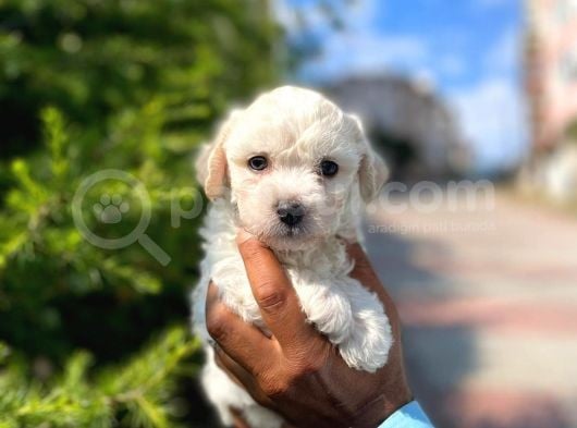 Yakışıklı Maltipoo görsel