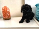 Siyah Toy Poodle Sağlık Ve Irk Garantili