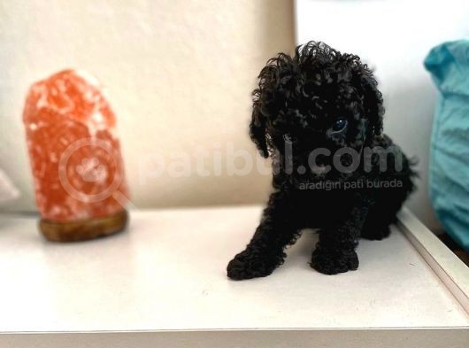 Siyah Toy Poodle Sağlık Ve Irk Garantili görsel