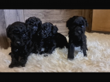 Siyah Toy Poodle