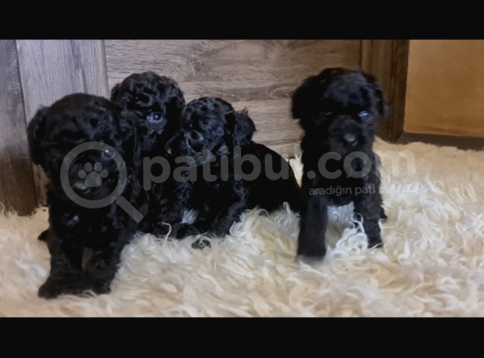 Siyah Toy Poodle