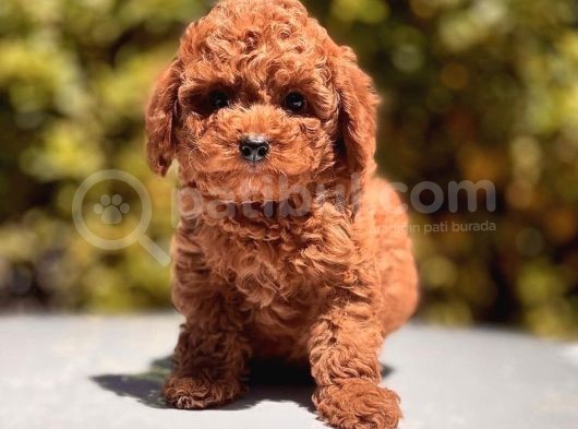 Sağlık Garantili Poodle Yavrular görsel