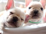 French Bulldog Yavrular