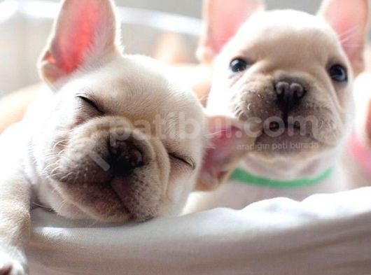 French Bulldog Yavrular görsel