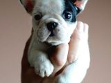 French Bulldog Yavrular