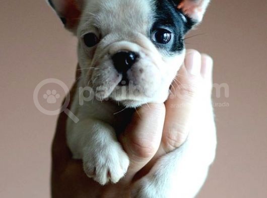 French Bulldog Yavrular görsel