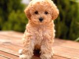 Sağlık Garantili Poodle Yavrular