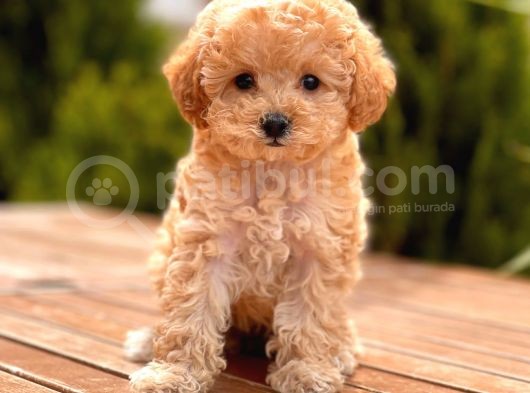 Sağlık Garantili Poodle Yavrular