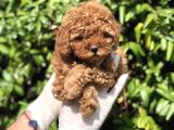 Çok Güzel Ve Kaliteli Poodle Yavrular