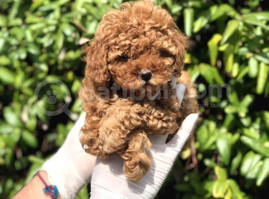 Çok Güzel Ve Kaliteli Poodle Yavrular