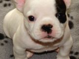 French Bulldog Yavrular