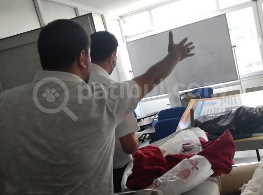 2.5 Aylik Hemen Teslim.orjinal Ev Ortaminda Anne Sutunu Yeterince Almis Suandada Nd Kitten Ile Besleniyor Gayet Sagliklilar.veteriner Kontrolleri Yapildi. görsel