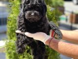 Çok Güzel Ve Kaliteli Poodle Yavrular