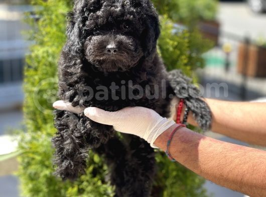 Çok Güzel Ve Kaliteli Poodle Yavrular görsel
