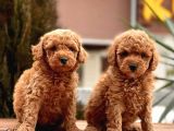 Çok Güzel Ve Kaliteli Poodle Yavrular