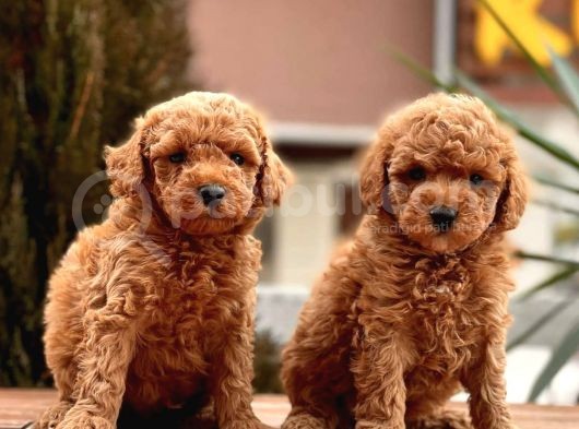 Çok Güzel Ve Kaliteli Poodle Yavrular görsel