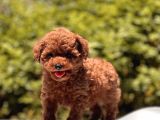 Çok Güzel Ve Kaliteli Poodle Yavrular