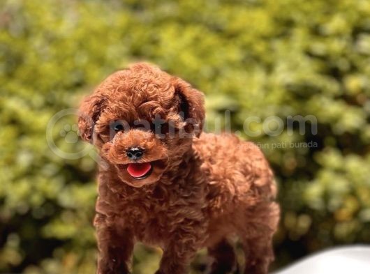 Çok Güzel Ve Kaliteli Poodle Yavrular görsel