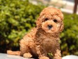 Sağlık Garantili Poodle Yavrular