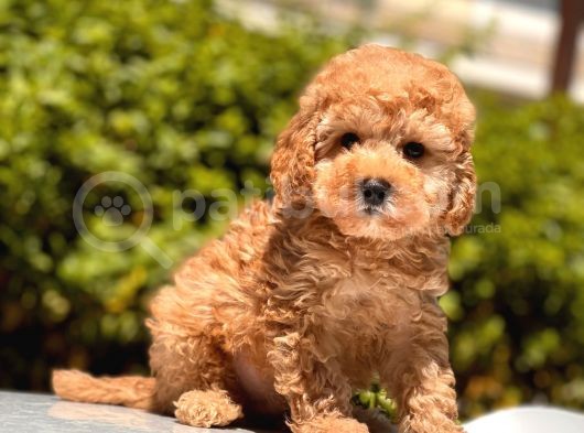 Sağlık Garantili Poodle Yavrular görsel