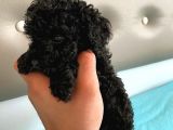 Siyah Toy Poodle Sağlık Ve Irk Garantili