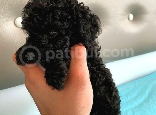 Siyah Toy Poodle Sağlık Ve Irk Garantili görsel