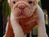 İngiliz Bulldog Yavruları