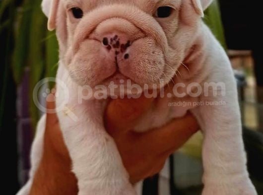 İngiliz Bulldog Yavruları