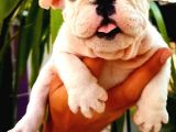 İngiliz Bulldog Yavruları