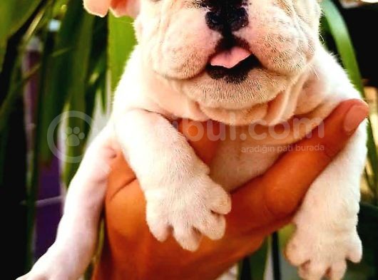 İngiliz Bulldog Yavruları görsel