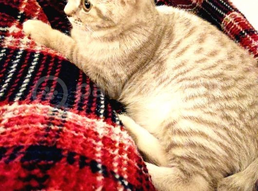 British Shorthair görsel