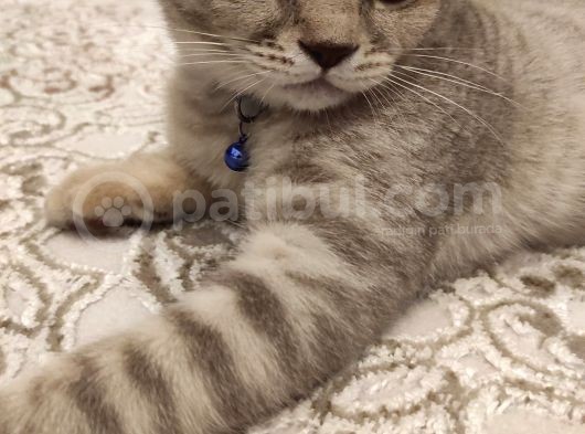 British Shorthair görsel