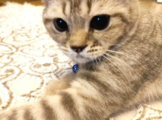 British Shorthair görsel
