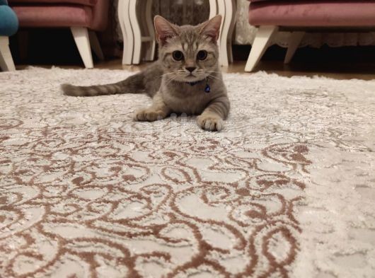 British Shorthair görsel