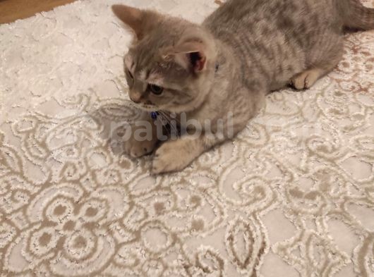 British Shorthair görsel