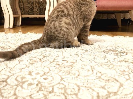 British Shorthair görsel