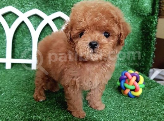 Safkan Toy Poodle Yavrularımız görsel