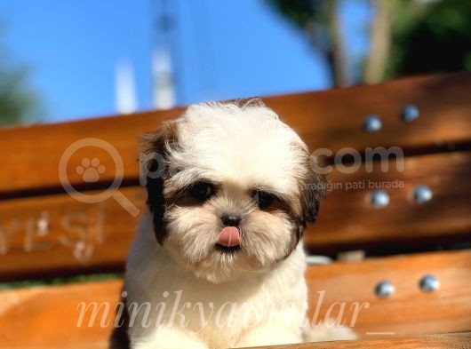 Irkının En İyisi Safkan Shih Tzu Yavrularımız
