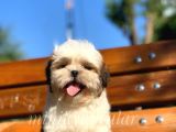 Irkının En İyisi Safkan Shih Tzu Yavrularımız