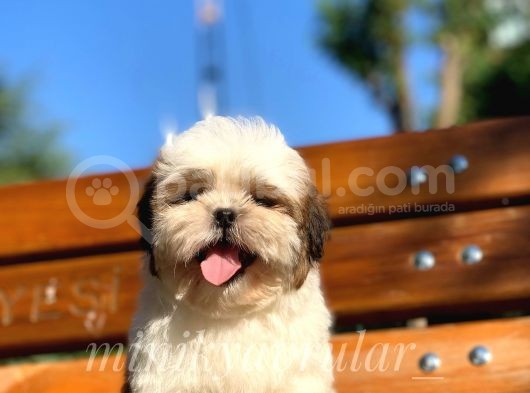 Irkının En İyisi Safkan Shih Tzu Yavrularımız görsel