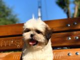 Irkının En İyisi Safkan Shih Tzu Yavrularımız