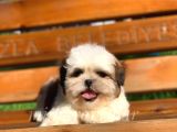 Irkının En İyisi Safkan Shih Tzu Yavrularımız